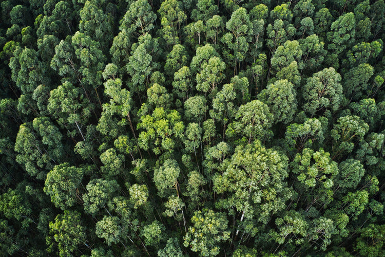 Forest Image